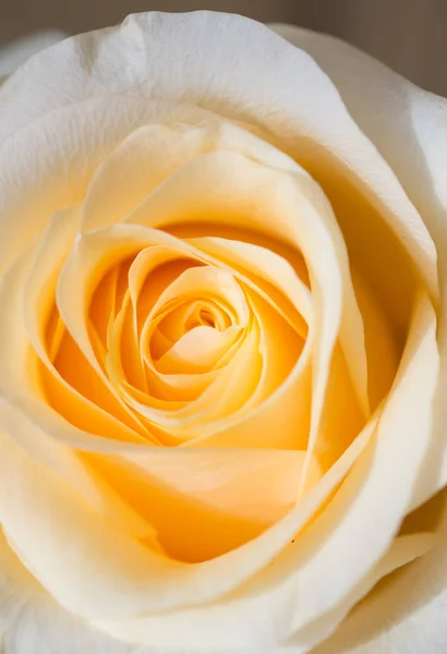 Macro shot of beautiful apricotcolor rose flower. floral backgro — Stock Photo, Image
