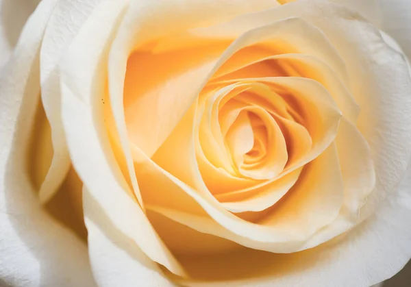 Macro shot of beautiful apricotcolor rose flower. floral backgro — Stock Photo, Image