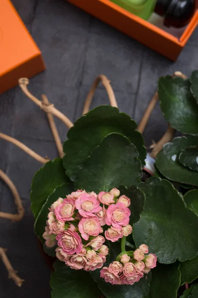 Moda senhora conjunto com fragrância e flores domésticas em torno de blac — Fotografia de Stock