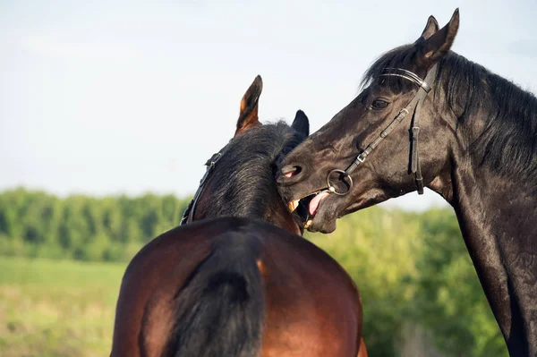 Double portrait of  breed playing stallions. close up — Stock Photo, Image