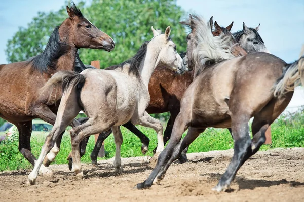 Bieganie i granie młodych koni na padoku. sezon wiosenny — Zdjęcie stockowe