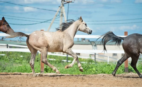 Löpning och spela unghästar i Paddock. vårsäsongen — Stockfoto