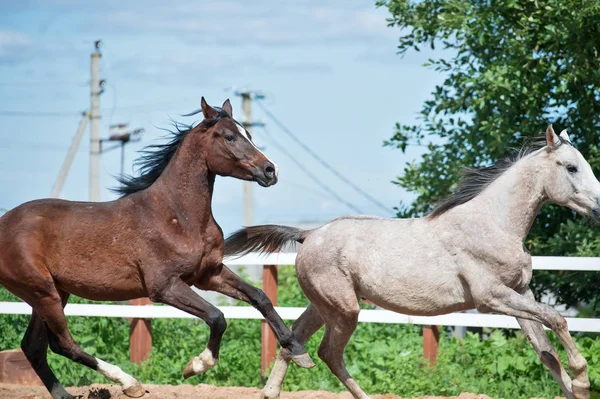 Löpning och spela unghästar i Paddock. vårsäsongen — Stockfoto