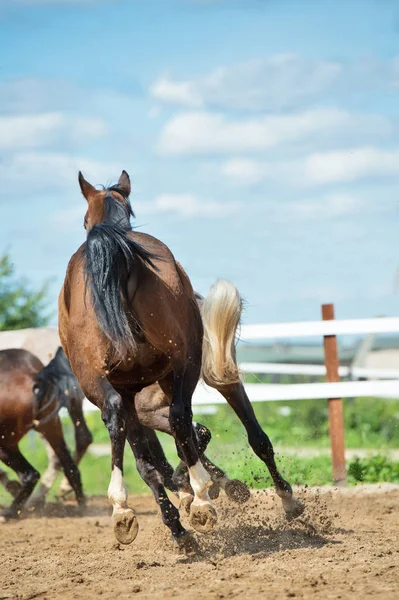 Correre e giocare a cavalli giovani nel paddock. stagione primaverile — Foto Stock