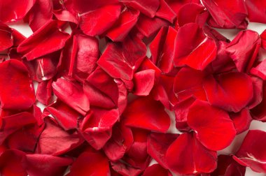 kırmızı gül yaprakları arka plan