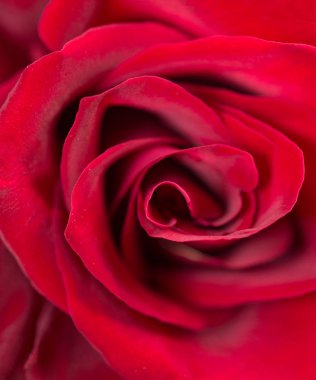 derin kırmızı gül arka plan. makro çekim 