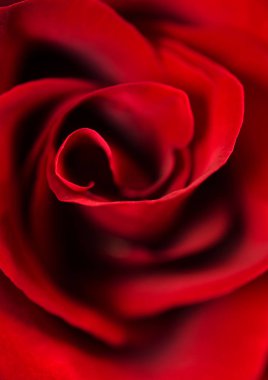 derin kırmızı gül arka plan. makro çekim 