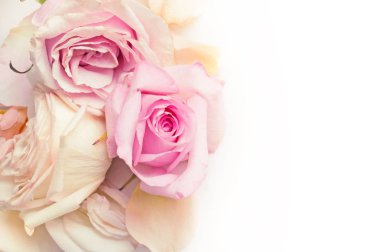 pembe gül arka plan. yakın çekim 