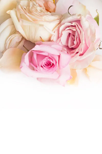 Růžovým Růžovým Pozadím Uzavření Záběru — Stock fotografie