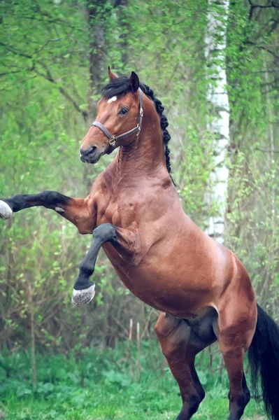 Playing and rearing bay Oldenburg stallion. raining — Stock Photo, Image