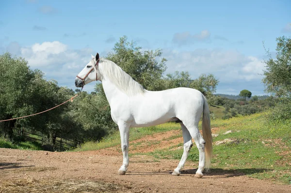 Bianco puro stallone andaluso poseing in giardino. Andalusia. Sp — Foto Stock