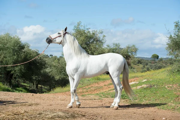 Branco puro garanhão andaluz poseing no jardim. Andaluzia. Sp — Fotografia de Stock