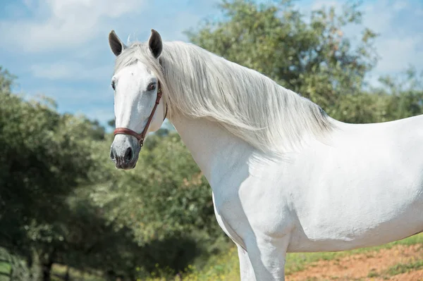 Vit ren andalusisk hingst poserar i trädgården. Andalusien. Sp — Stockfoto