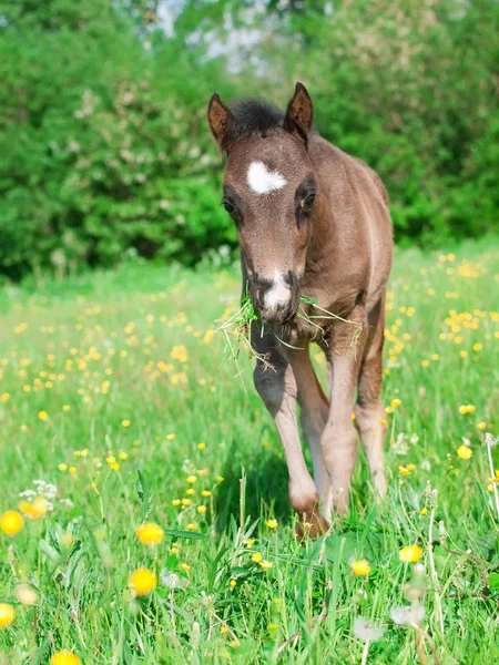 Lilla walesiska ponny föl poserar på bete — Stockfoto