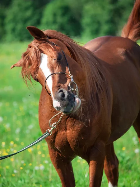 Funny porträtt av Chestnut Arabian Horse på bete — Stockfoto