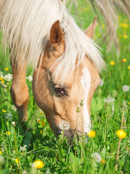 Retrato de pony amarillo galés pastando en el pasto — Foto de Stock