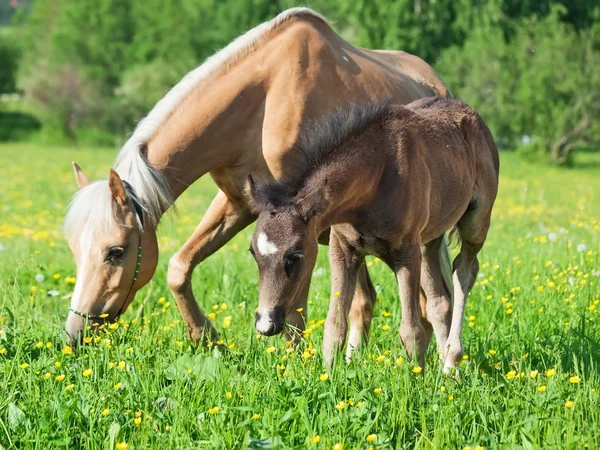 Pequeno potro de galês pônei com a mãe — Fotografia de Stock