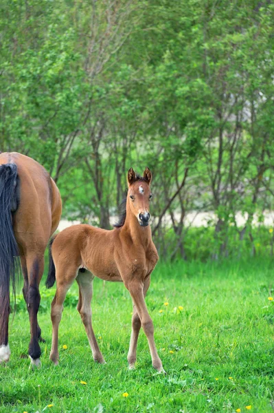otlakta annemle küçük defne tayı. Yaz 