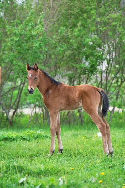 Little  bay  foal  at pasture. summer — Stock Photo, Image