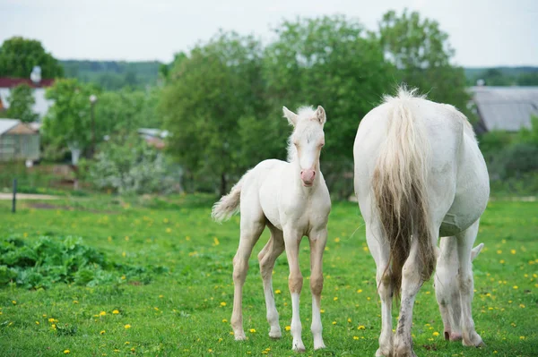 Pony crema potro con mamá en verde hierba prado —  Fotos de Stock