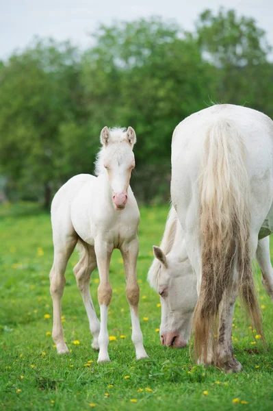 緑の草の草原でお母さんとポニークリームの子馬 — ストック写真
