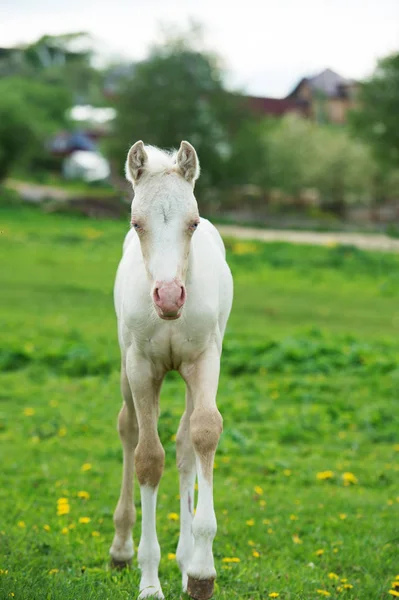 Pony crema puledro venire a noi in erba verde prato — Foto Stock