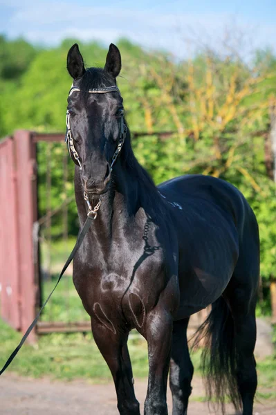 Porträtt av den svarta sportiga trakehnerhingsten. Våren — Stockfoto