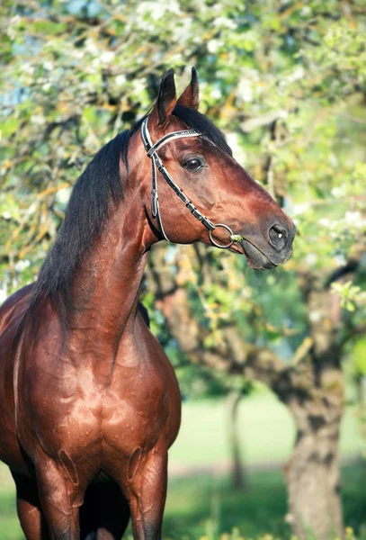 Portret van Bay Horse poseren in Apple Garden. Voorjaar — Stockfoto