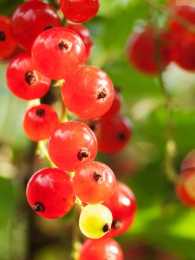 çalı dalında büyüyen Kırmızı frenk üzümü demet