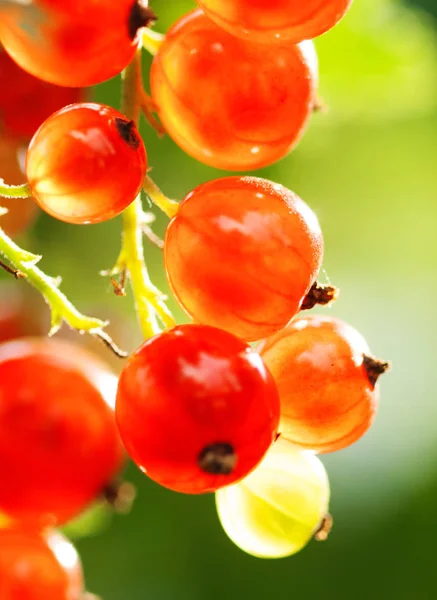 Bunch of Red currant growing at bush  branch — Stock Photo, Image