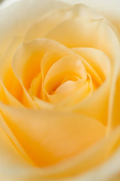 Macro shot of beautiful apricot color rose flower. floral backg — Stock Photo, Image