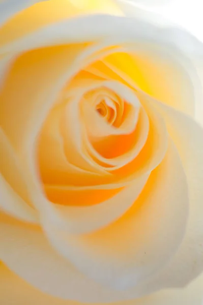 Güzel kayısı rengi gül çiçeği makro çekim. çiçek backgr — Stok fotoğraf