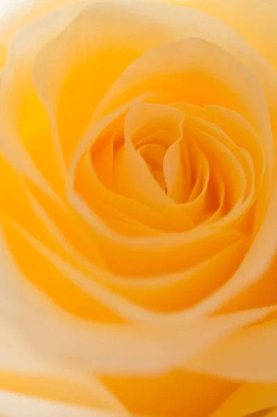 Macro shot van mooie abrikoos kleur Rose Flower. Floral ACHTERG — Stockfoto