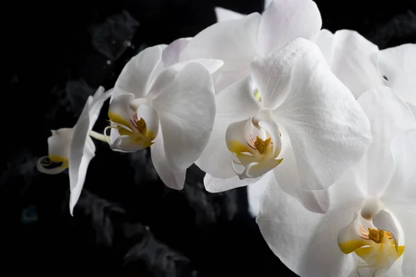 Fiori bianchi orchidea agaist glamour sfondo nero. vicino — Foto Stock