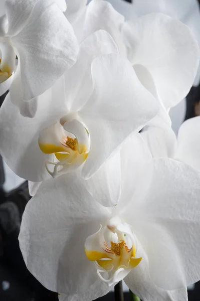 Witte orchidee bloemen tegen glamure zwarte achtergrond. Macrosho — Stockfoto