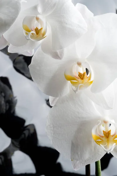 Witte orchidee bloemen tegen glamour zwarte achtergrond. Macrosho — Stockfoto