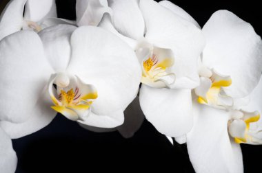 Beyaz güzel orkide etrafında siyah arka plan