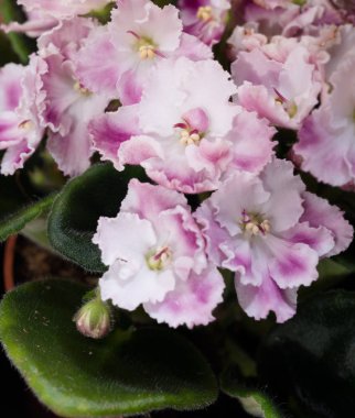 Güzel beyaz pembe yerli menekşe çiçek arka plan. yakın u