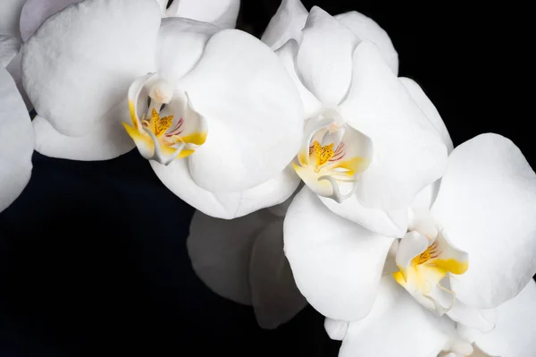 Bianco bella orchidea su tutto sfondo nero — Foto Stock