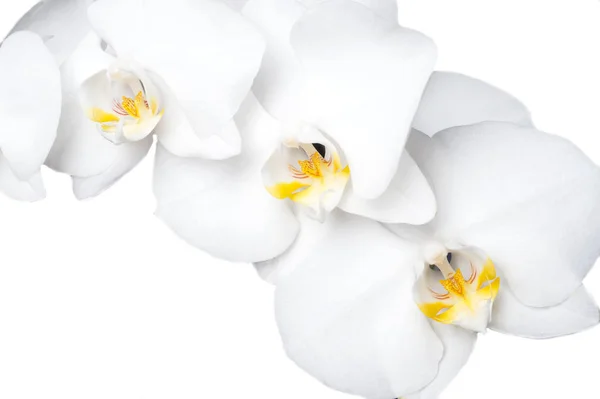Vit vacker orkidé på runt vit bakgrund — Stockfoto
