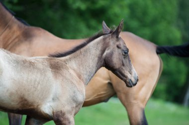 anne ile safkan akhalteke tay portresi