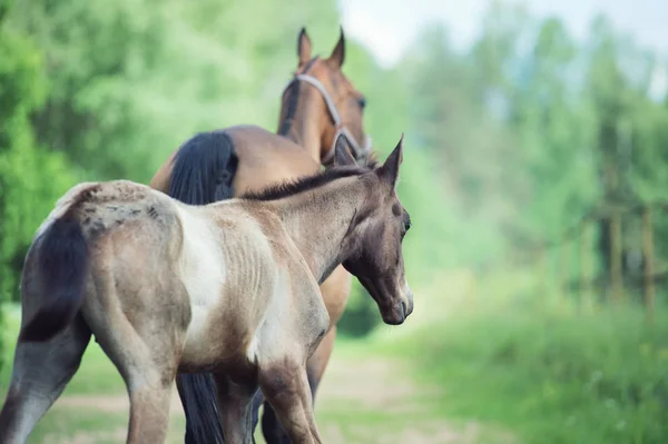 Purebred akhalteke foal walking with mom . back view. — Stock Photo, Image