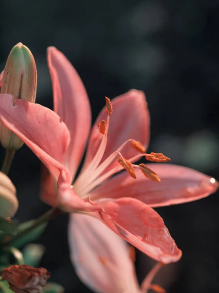 Giglio fiore contro sfondo scuro — Foto Stock