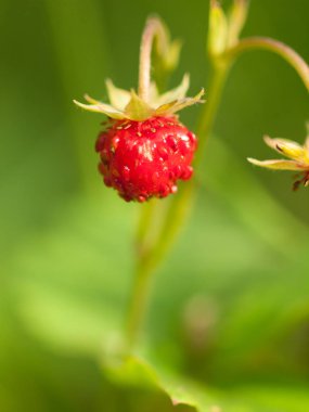  yeşil arka plan karşı yabani olgun çilek. yakın çekim