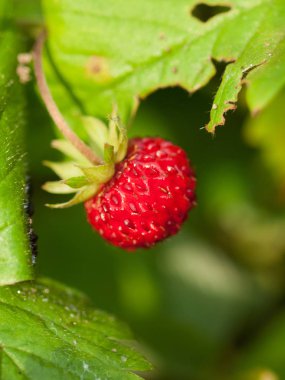  yeşil arka plan karşı yabani olgun çilek. yakın çekim