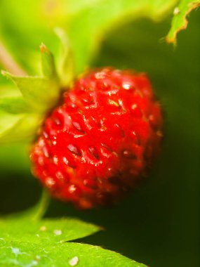  yabani olgun çilek. makro çekim 