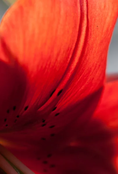 Extreme Macro Shot med mjukt fokus. Abstrakt bakgrund PETEL av — Stockfoto