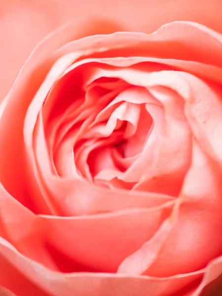 Abstract macro shot of beautiful pink rose flower.  Floral backg — Stock Photo, Image