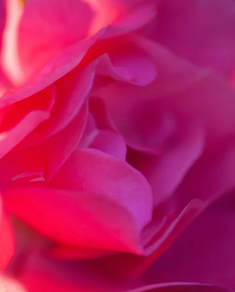 Soft focus rose rose fond rose. gros plan — Photo