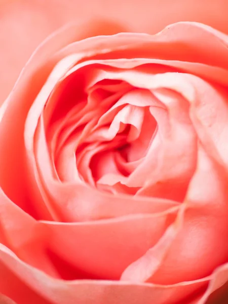 Imagen macro abstracta de hermosa flor rosa rosada. Respaldo floral Imagen de stock